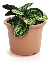 Vazonėlis gėlėms PLASTICA 212x280